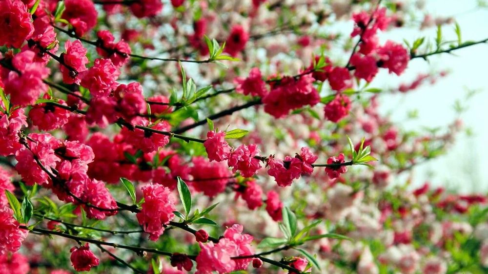 伟德bv1946官网风景